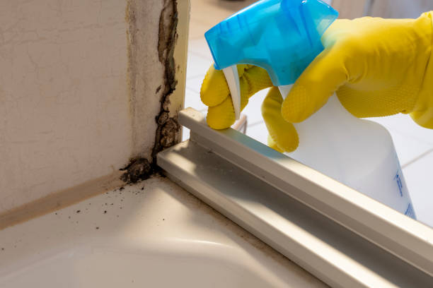 Best Mold Remediation  in Whitley City, KY