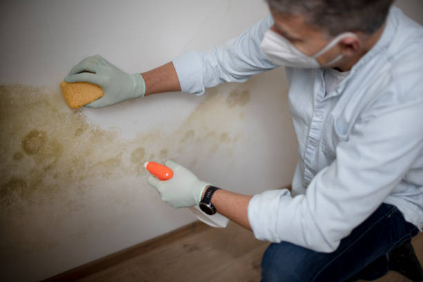 Mold Testing and Removal in Whitley City, KY