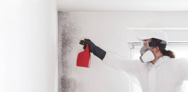 Best Attic Mold Removal  in Whitley City, KY