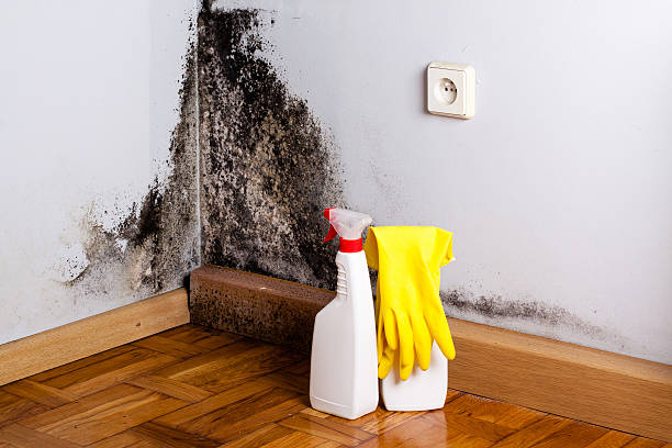 Trusted Whitley City, KY Mold Removal Experts