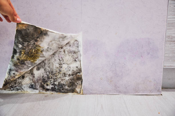 Best Home Mold Removal  in Whitley City, KY